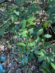Eupomatia laurina