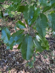 Sarcomelicope simplicifolia