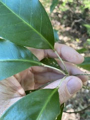 Sarcomelicope simplicifolia