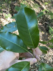 Sarcomelicope simplicifolia