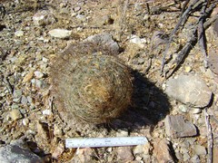 Echinomastus unguispinus