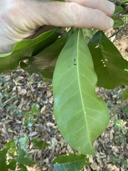 Sarcomelicope simplicifolia