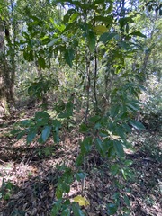 Sarcomelicope simplicifolia