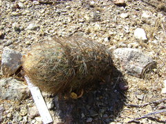 Echinomastus unguispinus