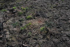 Adenogramma glomerata