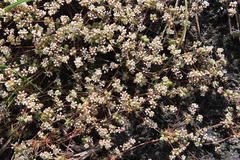 Adenogramma glomerata