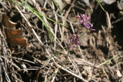 Allium carinatum pulchellum