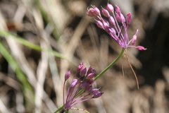 Allium carinatum pulchellum