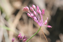 Allium carinatum pulchellum