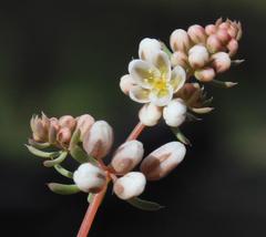Adenogramma glomerata