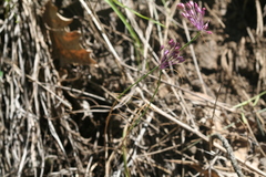 Allium carinatum pulchellum