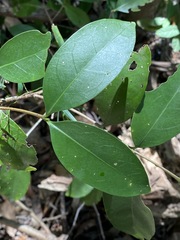 Cyclophyllum longipetalum