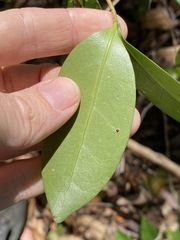 Cyclophyllum longipetalum