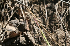 Allium carinatum pulchellum