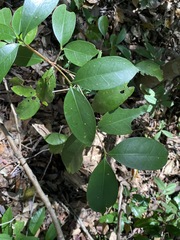 Cyclophyllum longipetalum