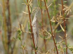 Brachycrotaphus tryxalicerus