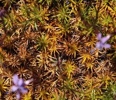 Prismatocarpus diffusus