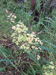 Thalictrum sparsiflorum