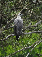 Haliaeetus leucogaster