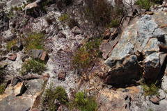 Prismatocarpus diffusus