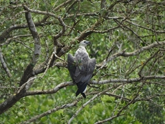 Haliaeetus leucogaster