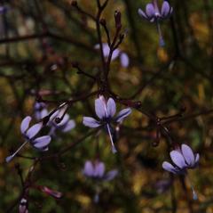 Prismatocarpus diffusus