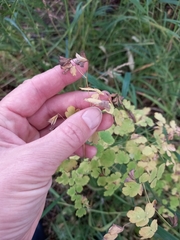 Thalictrum sparsiflorum