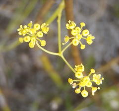 Chamarea capensis