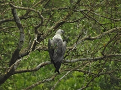 Haliaeetus leucogaster
