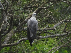 Haliaeetus leucogaster