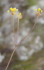 Chamarea capensis