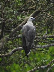 Haliaeetus leucogaster