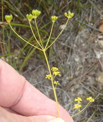 Chamarea capensis