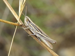Euchorthippus chopardi