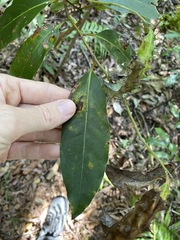 Cryptocarya glaucescens