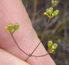 Chamarea capensis