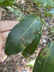 Cryptocarya glaucescens