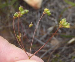 Chamarea capensis