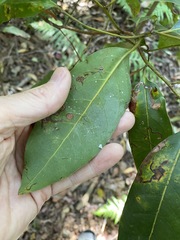 Cryptocarya glaucescens
