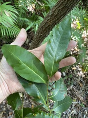 Cryptocarya glaucescens