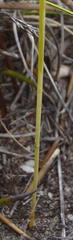 Chamarea capensis