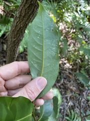 Cryptocarya glaucescens