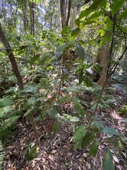 Cryptocarya glaucescens