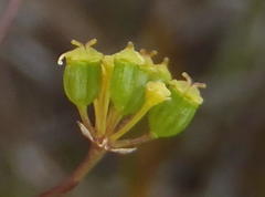 Chamarea capensis