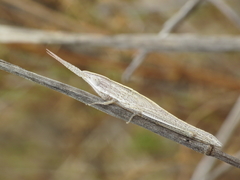 Brachycrotaphus tryxalicerus