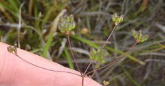 Chamarea capensis