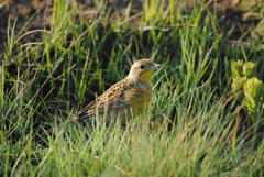 Hemimacronyx chloris