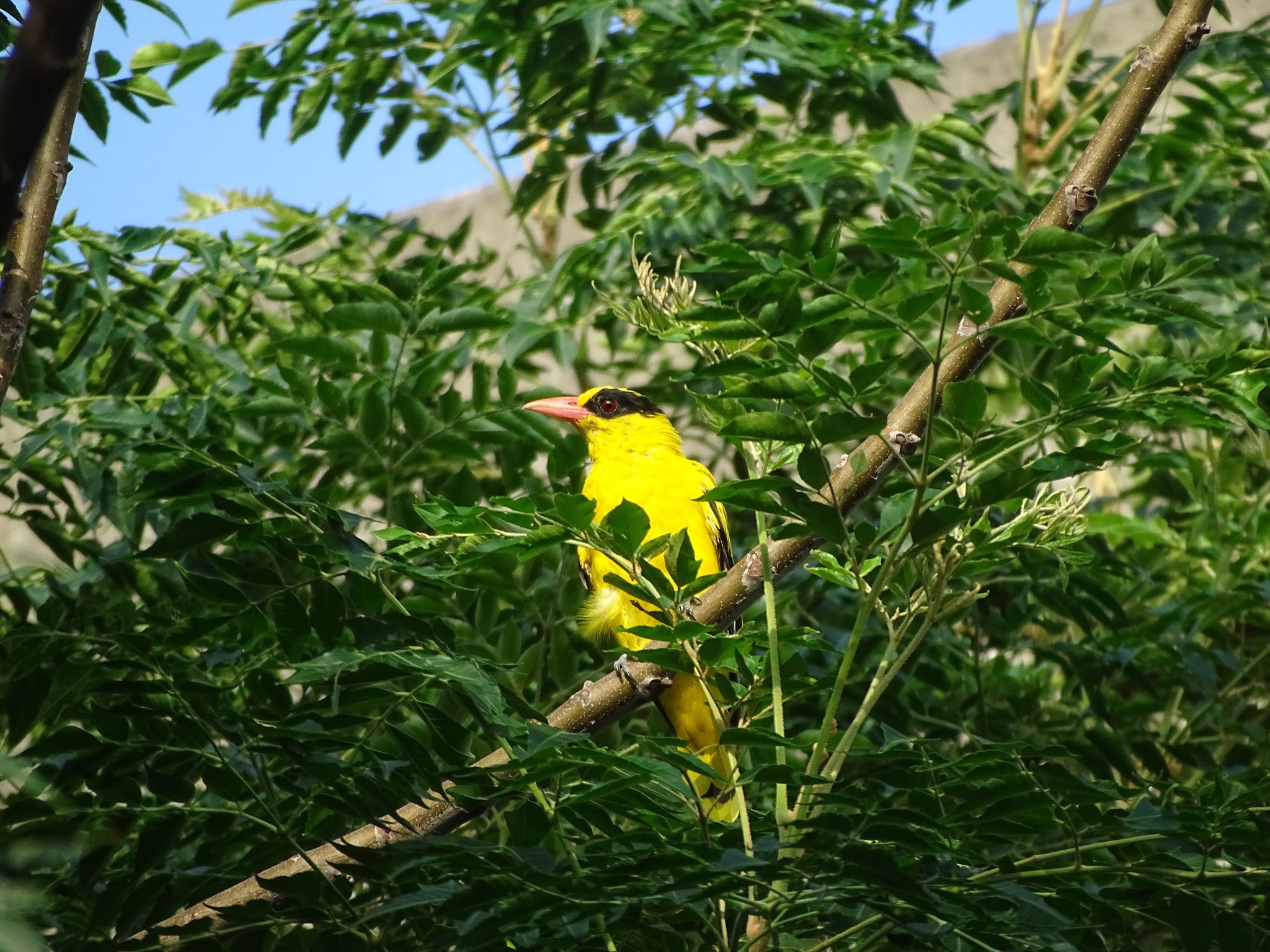 Black-naped Oriole (Oriolus chinensis)