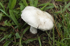 Agaricus