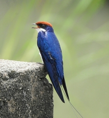 Hirundo smithii